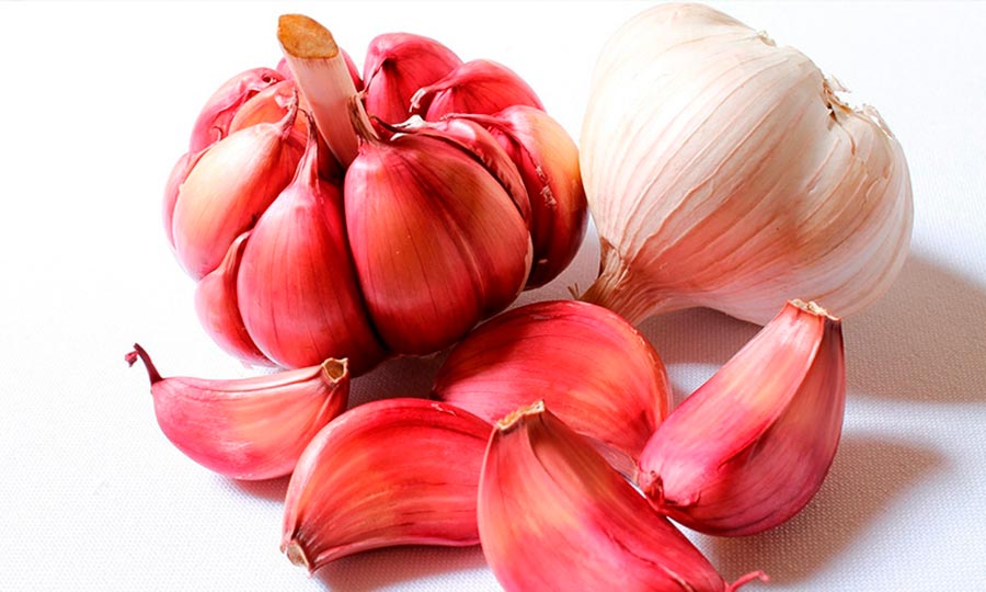 Ajo