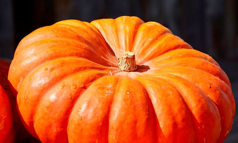 La calabaza, la colorida reina del otoño