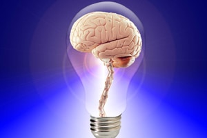 El aceite de oliva mejora los procesos de aprendizaje y la memoria en el cerebro