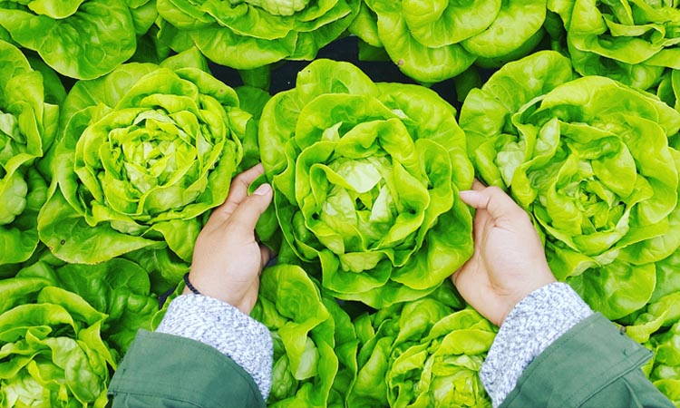 ¿Conoces las diferentes variedades de lechuga?