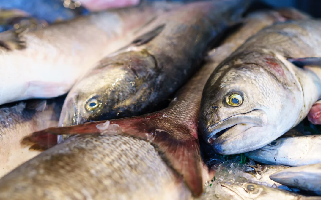 ¿Cómo saber cuándo el pescado está fresco?