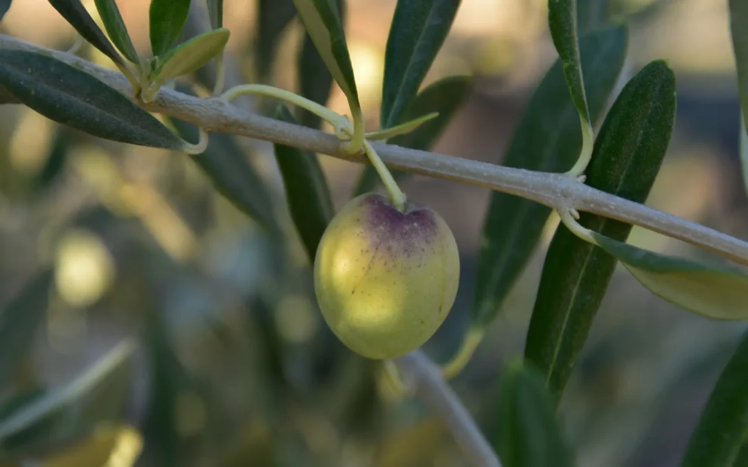 Lipogénesis de la aceituna: ¿por qué te interesa saber qué es?